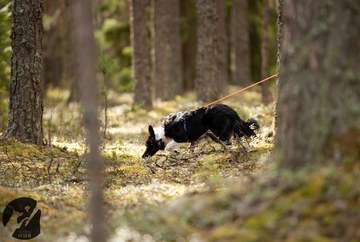 Metsäjälki (PAJÄ)