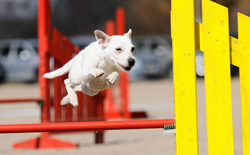 Hoopers ja agility